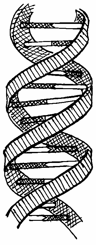 QGEN - DNA