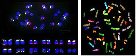 QGEN - Hybridizace in situ