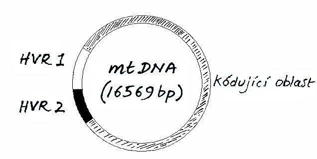 QGEN - mtDNA